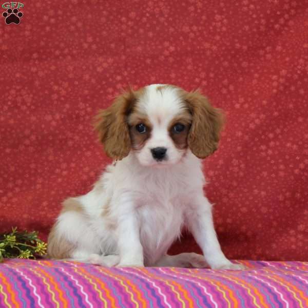 Vanilla, Cavalier King Charles Spaniel Puppy